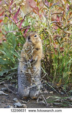 Stock Image - Arctic Ground Squirrel (Spermophilus parryii) on hind feet, Denali National Park, Interior Alaska, Autumn. Fotosearch