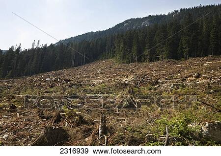 Area Of Clearcutting; British Columbia Canada View Large Photo Image Stock Photo - Area Of Clearcutting; British Columbia Canada. Fotosearch