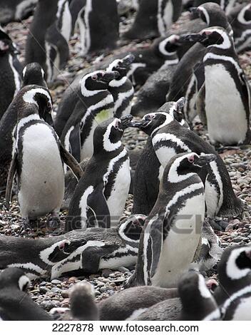 Stock Photo - Argentina, Mass Of Magallenic Penguins On The Beach; Punto Tombo. Fotosearch