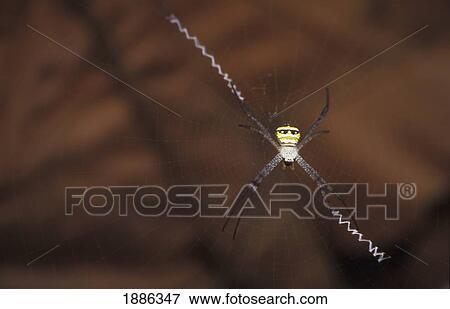 Argiope Spider On Web, Close Up View Large Photo Image Stock Photo - Argiope Spider On Web, Close Up. Fotosearch
