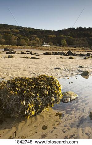 Stock Photo - Argyl And Bute; Scotland, Uk. Fotosearch