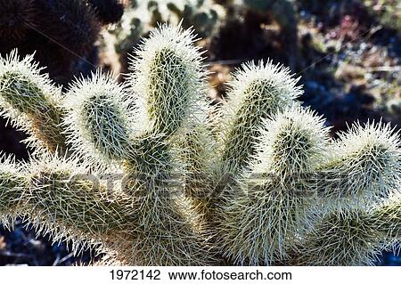 Stock Image - Arizona, Alamo Lake State Park, Teddy Bear Cholla Cactus Is Backlit By The Sun To Show Off Its Many Thorns.. Fotosearch