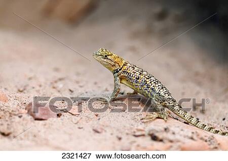 Stock Photo - Arizona, Grand Canyon National Park, Small Lizard Resting On A Desert Rock.. Fotosearch