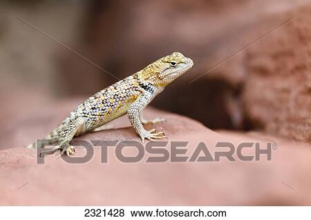 Stock Photo - Arizona, Grand Canyon National Park, Small Lizard Sitting On A Desert Rock.. Fotosearch
