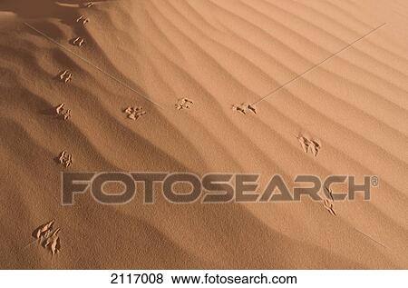 Stock Photo - Arizona, Navajo Tribal Park, Monument Valley, Wind and bird prints in the sand.. Fotosearch
