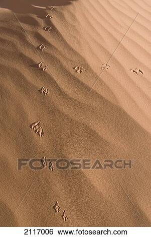 Stock Photograph - Arizona, Navajo Tribal Park, Monument Valley, Wind and bird prints in the sand.. Fotosearch