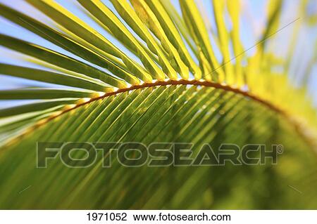 Stock Image - Artistic Shot Of A Palm Leaf And Branch, Shallow Depth Of Field.. Fotosearch