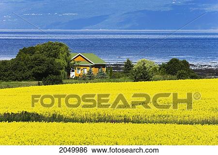 Stock Photograph - Artist's Choice: Canola Field, Cottage And St. Lawrence River, Bas-Saint-Laurent Region, Saint-Andre, Quebec. Fotosearch