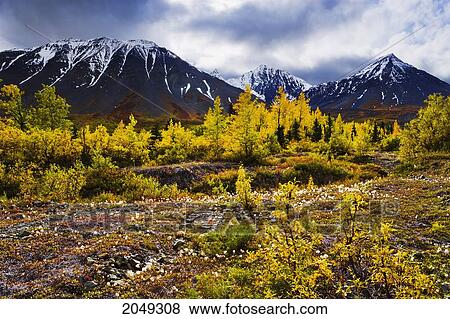 Artist's Choice: Fall Colours And Auriol Range, Kluane National Park, Yukon View Large Photo Image Stock Photo - Artist's Choice: Fall Colours And Auriol Range, Kluane National Park, Yukon. Fotosearch