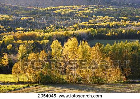 Stock Photography - Artist's Choice: Fall Colours At Sunset, Bas-Saint-Laurent Region, Saint-Louis-Du-Ha Ha, Quebec. Fotosearch