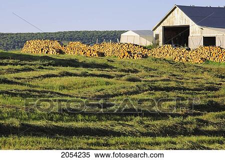 Artist's Choice: Fields, Shed And Stack Of Logs, Bas-Saint-Laurent Region, Saint-Fabien, Quebec View Large Photo Image Stock Photography - Artist's Choice: Fields, Shed And Stack Of Logs, Bas-Saint-Laurent Region, Saint-Fabien, Quebec. Fotosearch