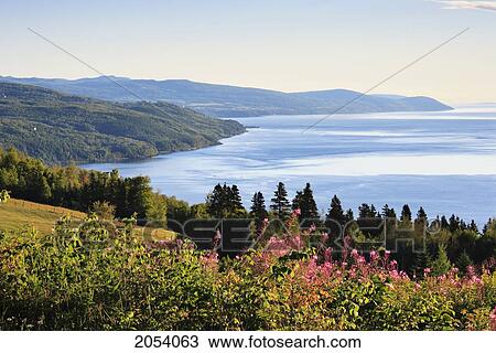 Stock Image - Artist's Choice: Fireweed And St. Lawrence River, Charlevoix Region, Saint-Irenee, Quebec.. Fotosearch