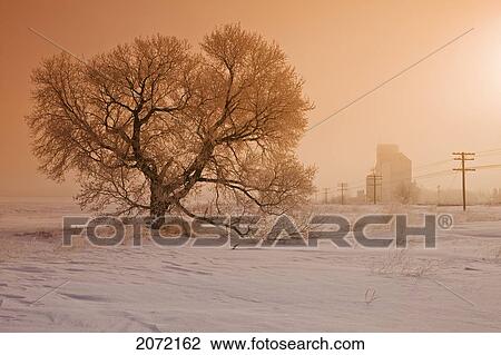 Artist's Choice: Frost Coated Tree With A Grain Elevator In The Background, Dugald, Manitoba View Large Photo Image Stock Image - Artist's Choice: Frost Coated Tree With A Grain Elevator In The Background, Dugald, Manitoba. Fotosearch