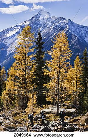 Artist's Choice: Hikers, Larch Trees And Mount Owen, Yoho National Park, British Columbia View Large Photo Image Picture - Artist's Choice: Hikers, Larch Trees And Mount Owen, Yoho National Park, British Columbia. Fotosearch