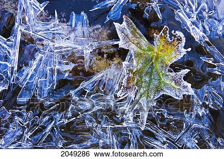 Artist's Choice: Ice And Frost On Leaves, Yoho National Park, British Columbia View Large Photo Image Stock Photograph - Artist's Choice: Ice And Frost On Leaves, Yoho National Park, British Columbia. Fotosearch