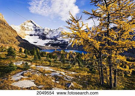 Picture - Artist's Choice: Larch Trees, Lake Mcarthur And Mount Biddle, Yoho National Park, British Columbia. Fotosearch