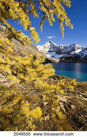 Stock Photography - Artist's Choice: Larch Trees, Lake Mcarthur And Mount Biddle, Yoho National Park, British Columbia. Fotosearch