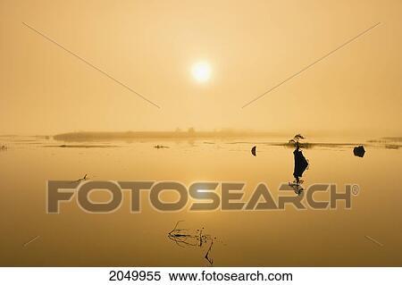 Stock Photography - Artist's Choice: Mist Over Rimouski Lake At Sunrise, Rimouski Wildlife Reserve, Bas-Saint-Laurent Region, Quebec. Fotosearch