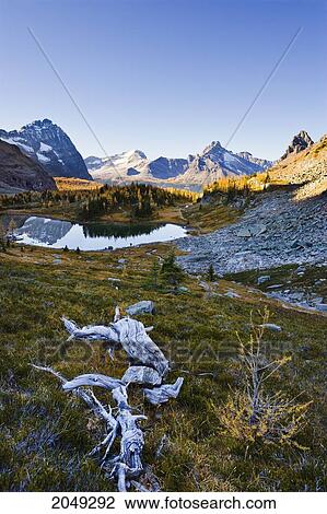 Stock Image - Artist's Choice: Opabin Plateau, Hungabee Lake And Mountains, Yoho National Park, British Columbia. Fotosearch