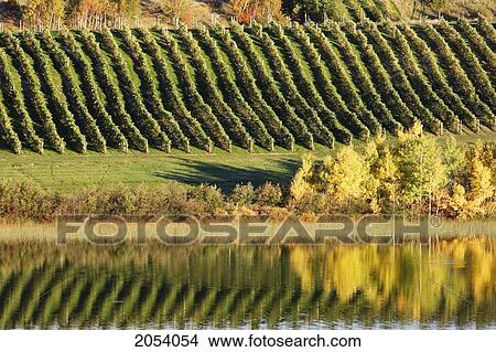 Picture - Artist's Choice: Saint-Mathieu Lake And Vineyard At Sunrise, Bas-Saint-Laurent Region, Saint-Mathieu, Quebec. Fotosearch