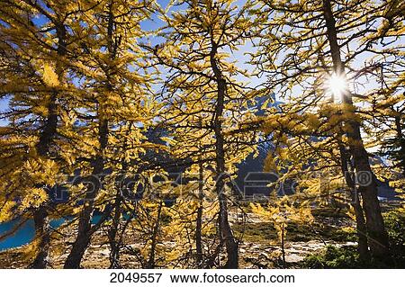 Stock Photo - Artist's Choice: Sun Through Larch Trees, Lake Mcarthur, Yoho National Park, British Columbia. Fotosearch