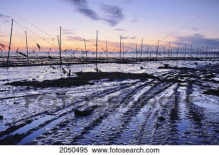 Artist's Choice: View Of Rocky Shore And Eel Fishery In St. Lawrence River At Twilight, Kamouraska Village Bas-Saint-Laurent Region, Quebec View Large Photo Image Stock Photography - Artist's Choice: View Of Rocky Shore And Eel Fishery In St. Lawrence River At Twilight, Kamouraska Village Bas-Saint-Laurent Region, Quebec. Fotosearch