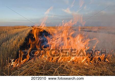 Artist's Choice: Wheat Stubble Burning, Near St. Agathe, Manitoba View Large Photo Image Stock Image - Artist's Choice: Wheat Stubble Burning, Near St. Agathe, Manitoba. Fotosearch