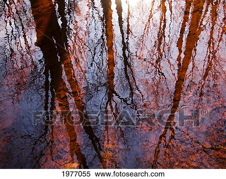 As Above So Below, Massachusetts, Seekonk, Caratunk Wildlife Refuge, Tree Reflections On Water. View Large Photo Image Stock Photography - As Above So Below, Massachusetts, Seekonk, Caratunk Wildlife Refuge, Tree Reflections On Water.. Fotosearch