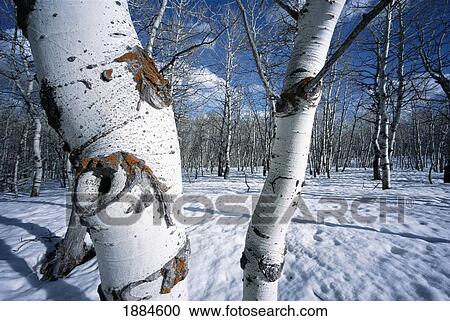 Stock Image - Aspen Trees In Snow. Fotosearch