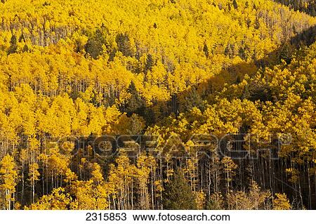Aspen trees (Populus tremuloides) in Sangre de Cristo Mountains; Santa Fe, New Mexico, USA View Large Photo Image Stock Image - Aspen trees (Populus tremuloides) in Sangre de Cristo Mountains; Santa Fe, New Mexico, USA. Fotosearch