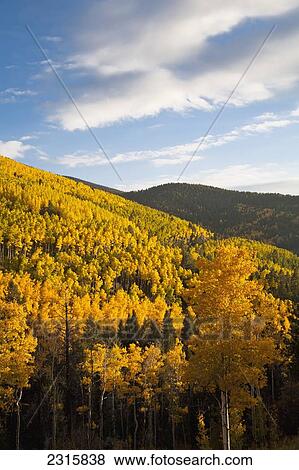 Aspen trees (Populus tremuloides) in Sangre de Cristo Mountains; Santa Fe, New Mexico, USA View Large Photo Image Stock Photo - Aspen trees (Populus tremuloides) in Sangre de Cristo Mountains; Santa Fe, New Mexico, USA. Fotosearch