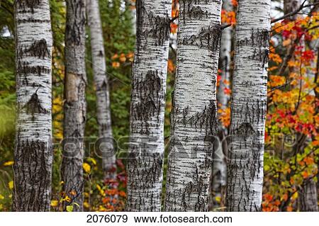 Stock Photo - Aspen Trees Surrounded By Colourful Autumn Leaves In Algonquin Provincial Park; Ontario Canada. Fotosearch