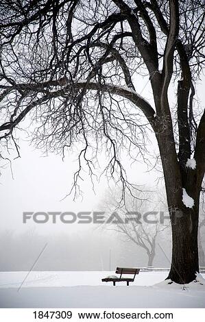 Assiniboine Park Winnipeg Manitoba Canada Bare Tree And Park