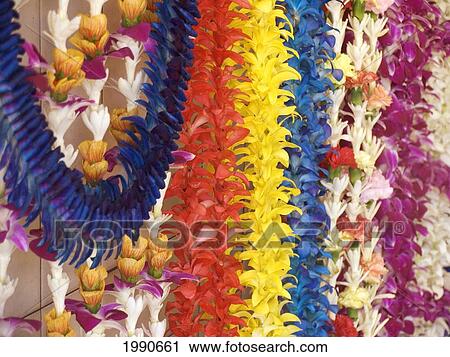Assorted Hawaiian Leis, Hanging In Bright, Colorful Strands, Studio Shot View Large Photo Image Stock Image - Assorted Hawaiian Leis, Hanging In Bright, Colorful Strands, Studio Shot. Fotosearch