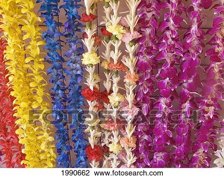 Assorted Hawaiian Leis, Hanging In Bright, Colorful Strands, Studio Shot View Large Photo Image Stock Image - Assorted Hawaiian Leis, Hanging In Bright, Colorful Strands, Studio Shot. Fotosearch