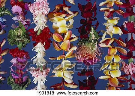 Stock Photo - Assorted Hawaiian Leis, Hanging In Bright, Colorful Strands, Studio Shot. Fotosearch