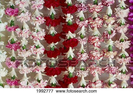 Assorted Hawaiian Leis, Hanging In Bright, Colorful Strands, Studio Shot View Large Photo Image Stock Photo - Assorted Hawaiian Leis, Hanging In Bright, Colorful Strands, Studio Shot. Fotosearch