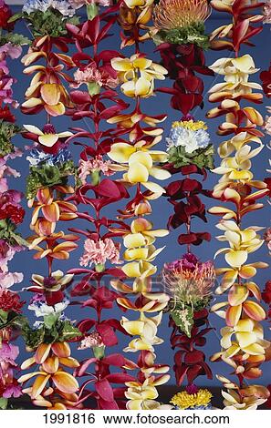 Stock Photograph - Assorted Hawaiian Leis, Hanging In Bright, Colorful Strands, Studio Shot. Fotosearch