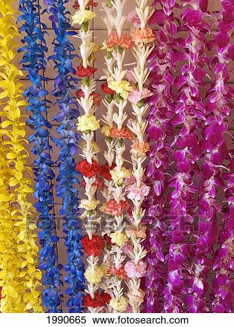 Assorted Hawaiian Leis, Hanging In Bright, Colorful Strands, Studio Shot View Large Photo Image Stock Photography - Assorted Hawaiian Leis, Hanging In Bright, Colorful Strands, Studio Shot. Fotosearch