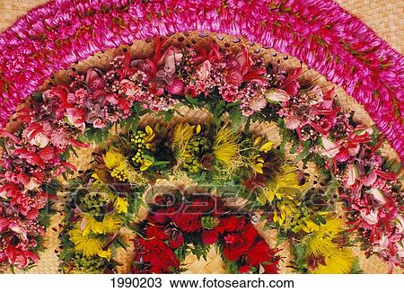 Assorted Hawaiian Leis, Studio Shot View Large Photo Image Stock Image - Assorted Hawaiian Leis, Studio Shot. Fotosearch