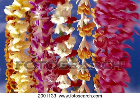 Stock Image - Assortment Of Tropical Leis Hanging, Selective Focus Close-Up Blue Background. Fotosearch