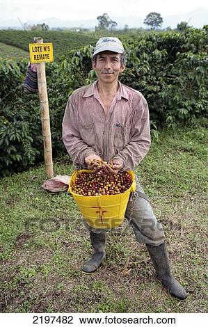 Stock Image - At The Farm Of 150 Hectars Of Diego Salazar Who Produces The Jasmin Flower Flavoured Coffee. Risaralda Province, Colombia.. Fotosearch