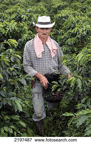 At the farm of 150 hectars of Diego Salazar who produces the Jasmin flower flavoured coffee. Risaralda province, Colombia. View Large Photo Image Stock Photo - At the farm of 150 hectars of Diego Salazar who produces the Jasmin flower flavoured coffee. Risaralda province, Colombia.. Fotosearch