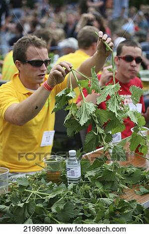 Stock Image - At The World Stinging Nettle Eating Championship And Beer Festival. Held Annually In June At The Bottle Inn, Marshwood, Dorset, England.. Fotosearch