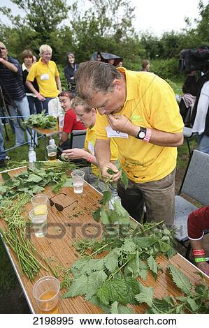 At The World Stinging Nettle Eating Championship And Beer Festival. Held Annually In June At The Bottle Inn, Marshwood, Dorset, England. View Large Photo Image Stock Photography - At The World Stinging Nettle Eating Championship And Beer Festival. Held Annually In June At The Bottle Inn, Marshwood, Dorset, England.. Fotosearch