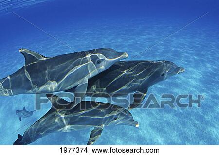 Picture - Atlantic Bottlenose Dolphin (Tursiops Truncatus) swimming together; Bahamas. Fotosearch