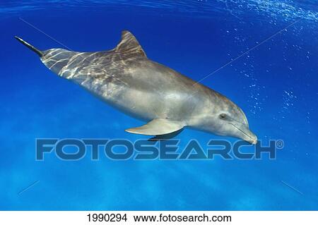 Picture - Atlantic Bottlenose Dolphin, (Tursiops Truncatus). Fotosearch
