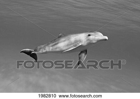 Atlantic Bottlenose Dolphin (Tursiops Truncatus) In Clear Ocean Water (Black And White Photograph). View Large Photo Image Stock Image - Atlantic Bottlenose Dolphin (Tursiops Truncatus) In Clear Ocean Water (Black And White Photograph).. Fotosearch