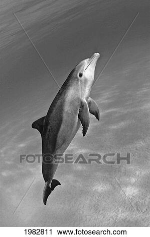 Stock Image - Atlantic Bottlenose Dolphin (Tursiops Truncatus) In Clear Ocean Water (Black And White Photograph).. Fotosearch