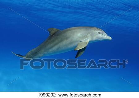 Stock Image - Atlantic Bottlenose Dolphin, (Tursiops Truncatus). Fotosearch